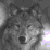 :iconheartwoodwolf: