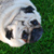 :iconhearty-darty: