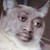 :iconheatseekingspatula: