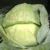 :iconheavensturkey: