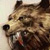 :iconheavybear: