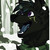 :iconHedelweissXIII:
