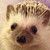 :iconhedgehog-in-snow: