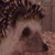 Hedgehog101 :iconhedgehog101: