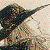 :iconhedgeknight: