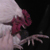 :iconheedsyard: