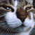 :iconHeidyly: