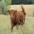 :iconheilan-coo: