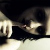 :iconheldtheraven: