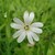 :iconheledir95: