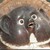 Helena-ART :iconhelena-art: