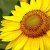 :iconhelianthus-alusivo: