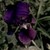 :iconhelissa: