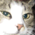 :iconhellennna:
