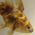 :iconhello-big-fish: