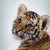 :iconhello4325: