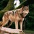 :iconhello7891: