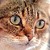 :iconhellosariuss: