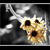 :iconhellothere-shadow:
