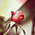 :iconhelloyossa: