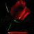 :iconhellsingsrose: