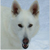 :iconhelltigress: