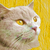 HelmerMgelin :iconhelmermgelin: