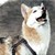 :iconhelpfulhuskies22: