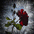 :iconhemorose-stock: