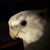 :iconhengeton: