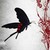 :iconhennatree: