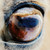 :iconhepalius: