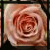 :iconher-reverie: