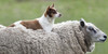 :iconherding-dog-registry: