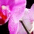 :iconherinthewind: