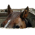 :iconherpybees: