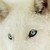 :iconherrwolff: