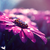 :iconhersmallworld: