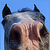 :iconhesgotspots: