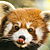 :iconhesinsan3: