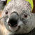 :iconhgieladnaz: