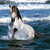 :iconhhdunlop: