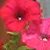 :iconhholmquist: