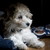 :iconhi3338: