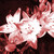 :iconhicchick: