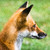 :iconhiddel:
