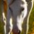 :iconhidden-bridge: