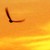 :iconhiddenfeather:
