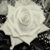 :iconhiddenmindz: