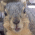 :iconhiddenphoenix: